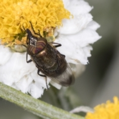 Stomorhina sp. (genus) at Acton, ACT - 4 Feb 2022 11:09 AM