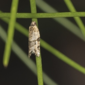 Merophyas therina at Acton, ACT - 4 Feb 2022