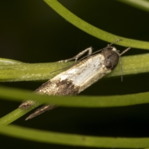 Oecophoridae (family) at Acton, ACT - 4 Feb 2022 11:56 AM