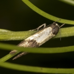 Oecophoridae (family) (Unidentified Oecophorid concealer moth) at Acton, ACT - 4 Feb 2022 by AlisonMilton