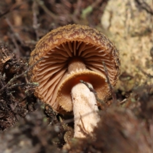 Descolea sp. at Acton, ACT - 6 May 2022