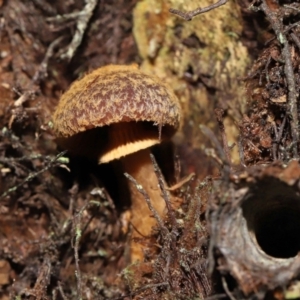 Descolea sp. at Acton, ACT - 6 May 2022