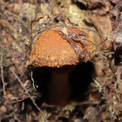 Descolea sp. at Acton, ACT - 6 May 2022