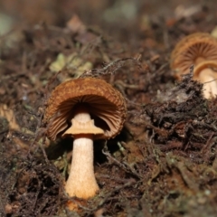 Descolea sp. at Acton, ACT - 6 May 2022