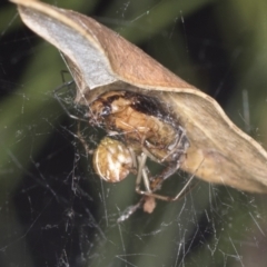 Theridiidae (family) (Comb-footed spider) at GG27 - 4 Feb 2022 by AlisonMilton