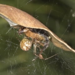 Theridiidae (family) at Acton, ACT - 4 Feb 2022 11:58 AM