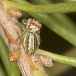 Opisthoncus abnormis at Acton, ACT - 4 Feb 2022 12:07 PM