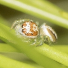 Opisthoncus abnormis at Acton, ACT - 4 Feb 2022