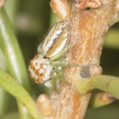 Opisthoncus abnormis at Acton, ACT - 4 Feb 2022 12:07 PM