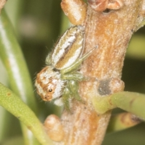 Opisthoncus abnormis at Acton, ACT - 4 Feb 2022 12:07 PM