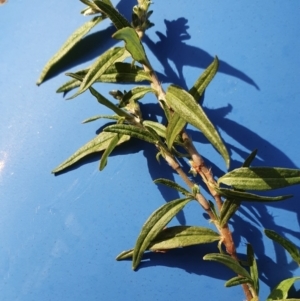 Persicaria prostrata at Yass River, NSW - 6 May 2022