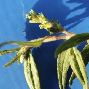 Persicaria prostrata at Yass River, NSW - 6 May 2022