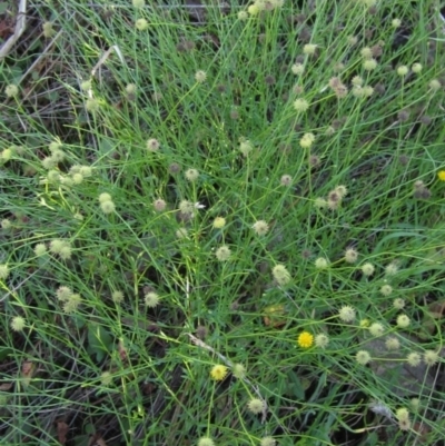 Calotis lappulacea (Yellow Burr Daisy) at Weetangera, ACT - 30 Apr 2022 by pinnaCLE