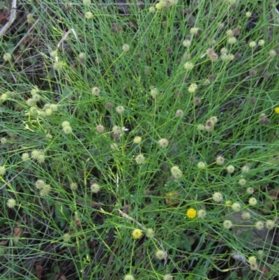 Calotis lappulacea (Yellow Burr Daisy) at Weetangera, ACT - 30 Apr 2022 by pinnaCLE