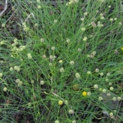 Calotis lappulacea (Yellow burr daisy) at Weetangera, ACT - 30 Apr 2022 by pinnaCLE