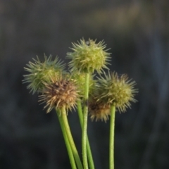 Calotis lappulacea at Weetangera, ACT - 30 Apr 2022