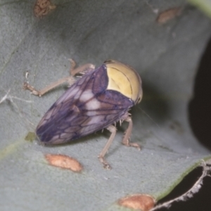 Brunotartessus fulvus at Acton, ACT - 4 Feb 2022