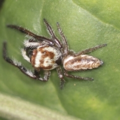 Opisthoncus sp. (genus) (Unidentified Opisthoncus jumping spider) at Acton, ACT - 4 Feb 2022 by AlisonMilton