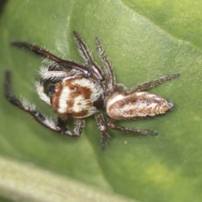 Opisthoncus sp. (genus) (Unidentified Opisthoncus jumping spider) at Acton, ACT - 4 Feb 2022 by AlisonMilton
