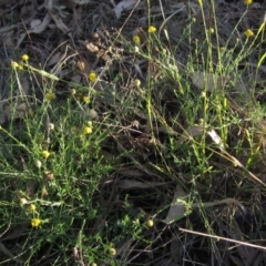 Calotis lappulacea (Yellow Burr Daisy) at Weetangera, ACT - 30 Apr 2022 by pinnaCLE