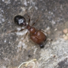 Pheidole sp. (genus) (Seed-harvesting ant) at Acton, ACT - 4 Feb 2022 by AlisonMilton