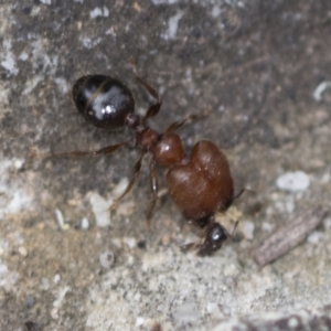 Pheidole sp. (genus) at Acton, ACT - 4 Feb 2022 12:39 PM