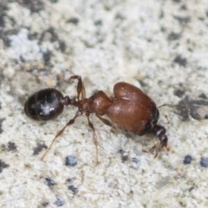 Pheidole sp. (genus) at Acton, ACT - 4 Feb 2022 12:39 PM