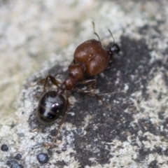 Pheidole sp. (genus) at Acton, ACT - 4 Feb 2022 12:39 PM