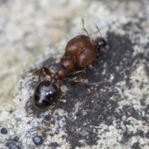 Pheidole sp. (genus) at Acton, ACT - 4 Feb 2022 12:39 PM