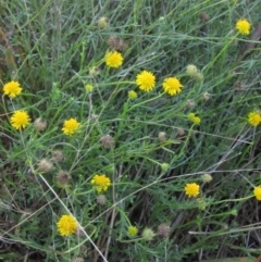 Calotis lappulacea (Yellow Burr Daisy) at Weetangera, ACT - 30 Apr 2022 by pinnaCLE