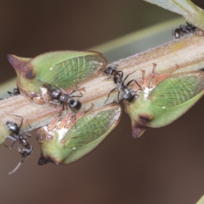 Sextius virescens (Acacia horned treehopper) at GG236 - 4 Feb 2022 by AlisonMilton