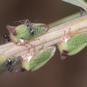 Sextius virescens at Acton, ACT - 4 Feb 2022