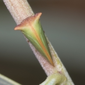 Sextius virescens at Acton, ACT - 4 Feb 2022