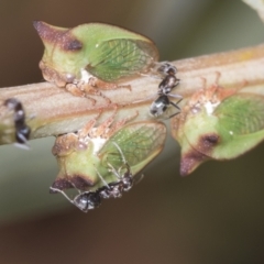 Sextius virescens at Acton, ACT - 4 Feb 2022