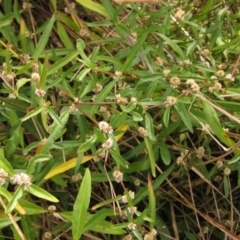 Alternanthera denticulata (Lesser Joyweed) at Hawker, ACT - 25 Apr 2022 by pinnaCLE
