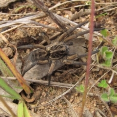 Tasmanicosa sp. (genus) (Unidentified Tasmanicosa wolf spider) at The Pinnacle - 25 Apr 2022 by pinnaCLE