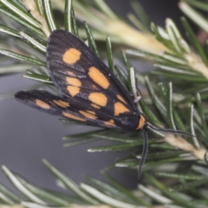 Amata (genus) at Acton, ACT - 4 Feb 2022 02:10 PM