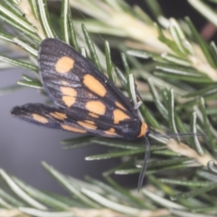 Amata (genus) at Acton, ACT - 4 Feb 2022 02:10 PM