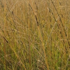 Sporobolus creber (Slender Rat's Tail Grass) at Molonglo Valley, ACT - 25 Apr 2022 by pinnaCLE