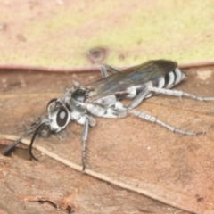 Turneromyia sp. (genus) (Zebra spider wasp) at GG176 - 4 Feb 2022 by AlisonMilton