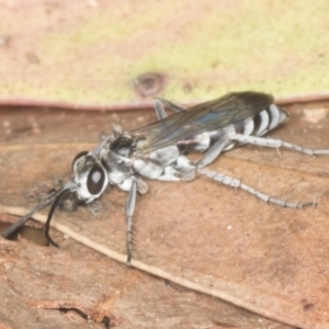 Turneromyia sp. (genus) at Acton, ACT - 4 Feb 2022 01:33 PM