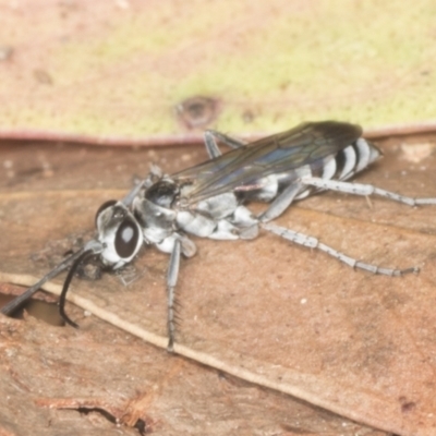 Turneromyia sp. (genus) (Zebra spider wasp) at GG176 - 4 Feb 2022 by AlisonMilton