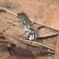 Turneromyia sp. (genus) at Acton, ACT - 4 Feb 2022