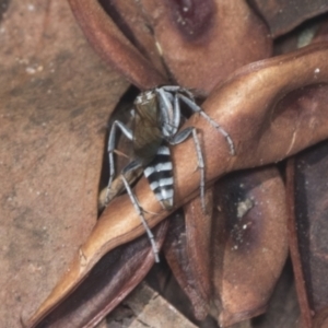 Turneromyia sp. (genus) at Acton, ACT - 4 Feb 2022