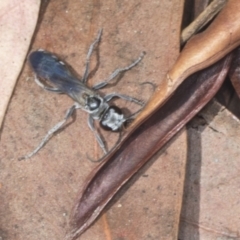 Turneromyia sp. (genus) at Acton, ACT - 4 Feb 2022