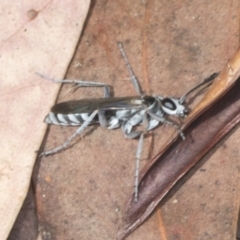 Turneromyia sp. (genus) at Acton, ACT - 4 Feb 2022