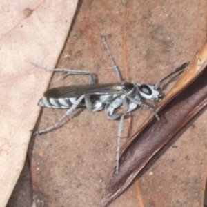 Turneromyia sp. (genus) at Acton, ACT - 4 Feb 2022