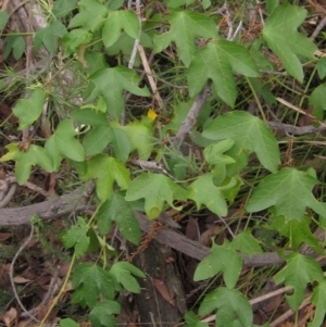Passiflora cinnabarina at Acton, ACT - 9 Apr 2022