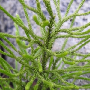 Pseudolycopodium densum at QPRC LGA - 24 Apr 2022