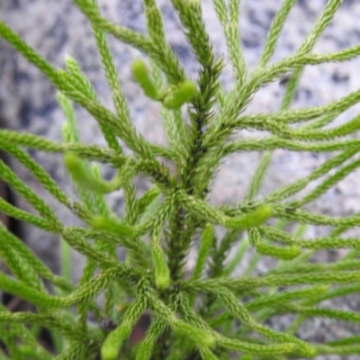 Pseudolycopodium densum (Bushy Club Moss) at Farringdon, NSW - 24 Apr 2022 by Liam.m